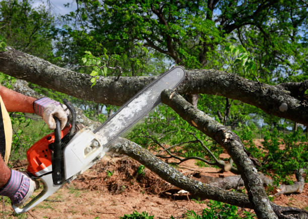  Pho, IL Tree Service Pros